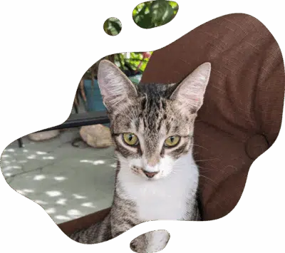 Appointment scheduling policy information for pet owners at Fort Myers veterinary clinic